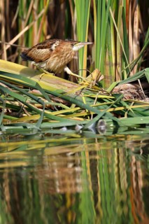 Little Bittern (Ixobrychus minutus), young bird, Middle Elbe Biosphere Reserve, Dessau-Roßlau,