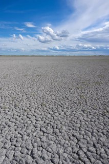 Heavily dried out Darscho or Warmsee, Lake Neusiedl-Seewinkel National Park, Burgenland, Austria,