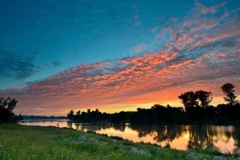 Morning glow on the Old Rhine with valerian (Valeriana officinalis) and deciduous trees, Xanten,