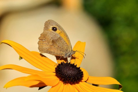 Meadow brown (Maniola jurtina), collecting nectar from a flower of yellow coneflower (Echinacea