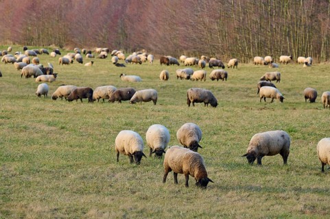 Landscape with flock of sheep, Reinheim, Darmstadt-Dieburg, Hesse, Germany, Europe