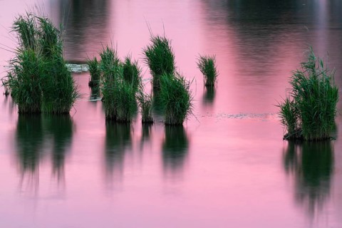 Common reed (Phragmites australis), true grasses (Poaceae), Lake Constance, thunderstorm