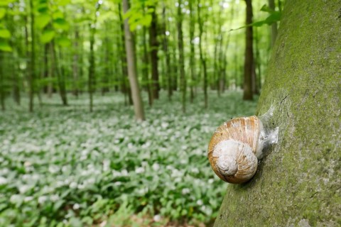 Burgundy snail (Helix pomatia) with sealed snail shell on a tree trunk, North Rhine-Westphalia,