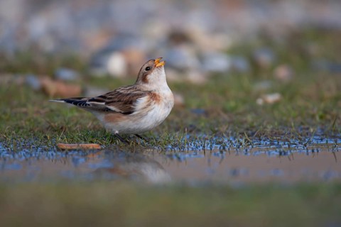 Snow bunting (Plectrophenax nivalis) adult bird drinking from a shallow puddle on a saltmarsh,