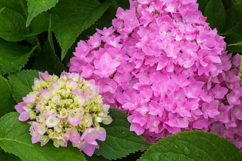 Lime and pink Bigleaf Hydrangea (Hydrangea macrophylla) flowerheads in summer, Quebec, Canada,