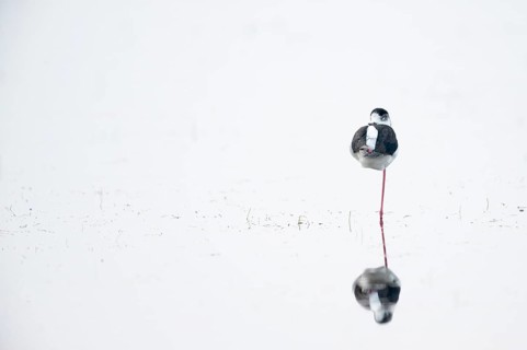 Black-winged Black-winged Stilt (Himantopus himantopus), adult, shallow water, sleeping, standing