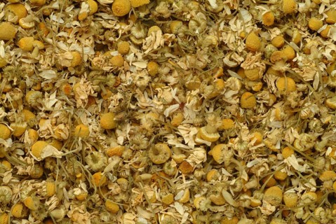Dried blossoms of the true camomile (Matricaria recutita) medicinal plant, true camomile, can