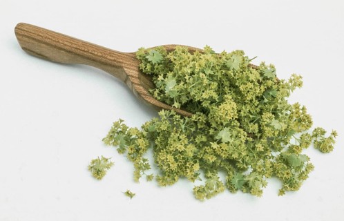Lady's mantle, also known as common lady's mantle (Alchemilla vulgaris), The positive healing