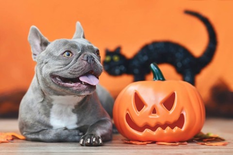 Happy French Bulldog dog with carved Halloween pumpkin, autumn leaves and black cat in orange