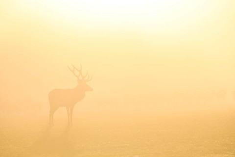 Red deer (Cervus elaphus) in the rut, male animal, captive, morning mood, Rhodes, Département
