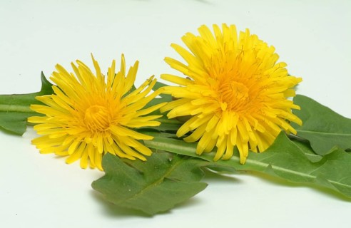 Common dandelion (Taraxacum) Ruderalia, Taraxacum officinale, medicinal plant, the most important