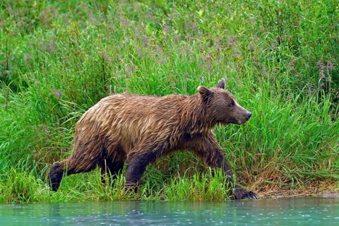 Brown bear (Ursus arctos) striding along the shore, Lake Clarke National Park, Alaska, USA, North