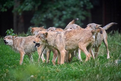 Timber Wolf (Canis lupus), howling group of wolves, captive, Germany, Europe