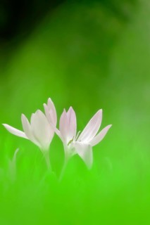 Autumn crocus (Colchium speciosum), September, Saxony, Germany, Europe