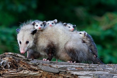 North American Opossum with youngs, Minnesota, USA (Didelphis marsupialis virginiana), Northern