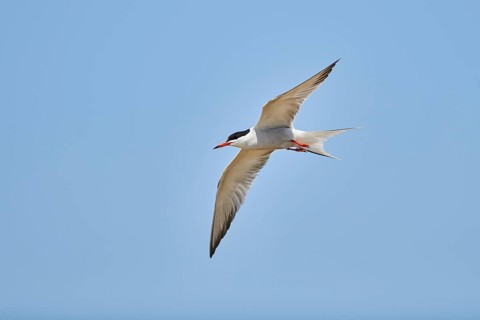 Elegant tern (Thalasseus elegans) flying in the sky above the sea, hunting, ebro delta, Catalonia,