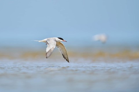 Elegant tern (Thalasseus elegans) flying in the sky above the sea, hunting, ebro delta, Catalonia,