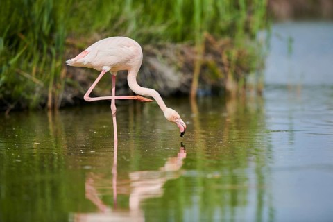 Greater Flamingo (Phoenicopterus roseus) standing in the water, Parc Naturel Regional de Camargue,