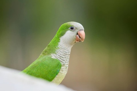 Monk parakeet (Myiopsitta monachus) wildlife, Catalonia, Spain, Europe