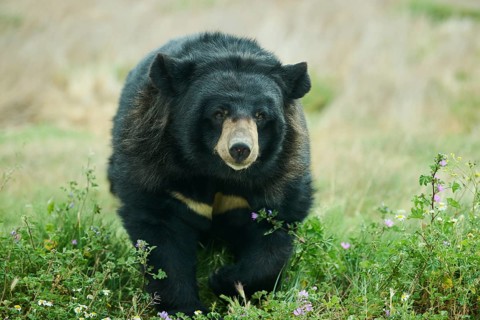 American black bear (Ursus americanus), captive, distribution North America