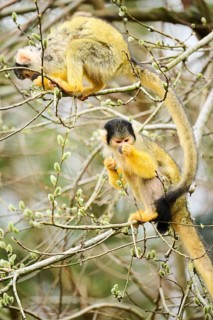 Black-capped squirrel monkey (Saimiri boliviensis) in a tree, Bavaria, Germany, Europe