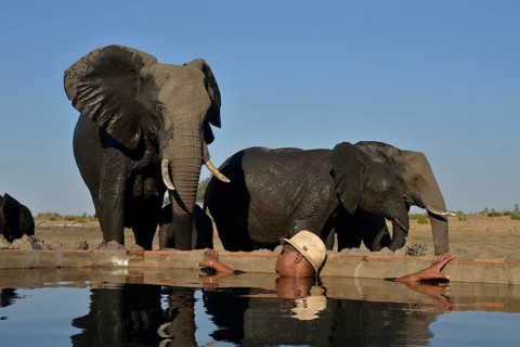 Park ranger bathes in a waterhole where elephants (Loxodonta africana) are drinking, Somalisa Camp,