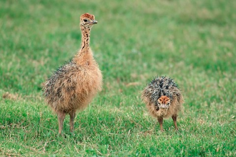 South African Ostrich (Struthio camelus australis), chicks, Kruger national park, South_Africa
