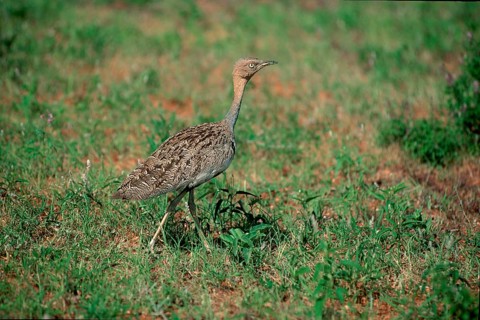 Red-crested Bustard, Samburu Game Reserve, Kenya (Eupodotis ruficrista)