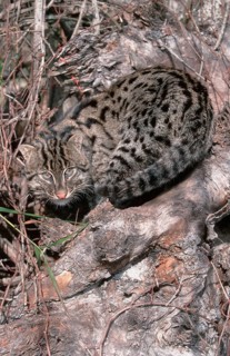 Fishing Cat (Prionailurus viverrinus) (Felis viverrinus)