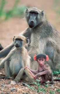 Chacma Baboons (Papio ursinus), female with youngs, Kruger national park, South Africa, Africa