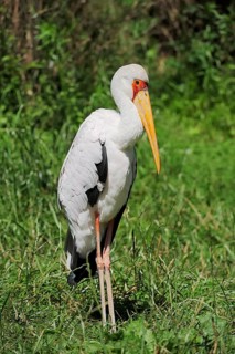 Yellow-billed stork (Mycteria ibis), captive, occurrence in Africa