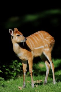 Western Sitatunga (Tragelaphus spekii gratus), juvenile, captive, occurrence in Africa