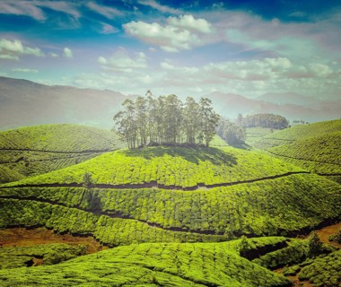 Vintage retro effect filtered hipster style image of tea plantations. Munnar, Kerala, India, Asia