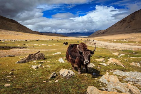 Yak grazing in Himalayas. Ladakh, Jammu and Kashmir, India, Asia