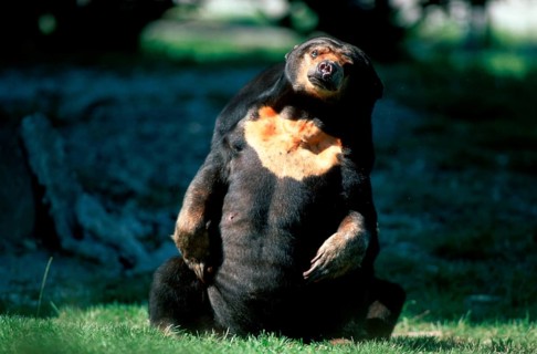 Malayan Sun Bear (Helarctos malayanus), Malaienbaer, Malaienbär