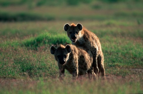 Spotted Hyaenas, pair, mating, Kruger National Park, South Africa (Crocuta crocuta),