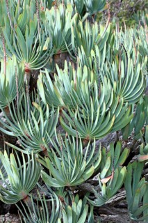 (Aloe plicatilis), fan aloe