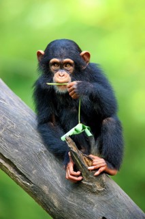 Chimpanzee (Pan troglodytes), young, Africa