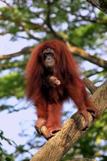 Orang-utan, female with young (Pongo pygmaeus)