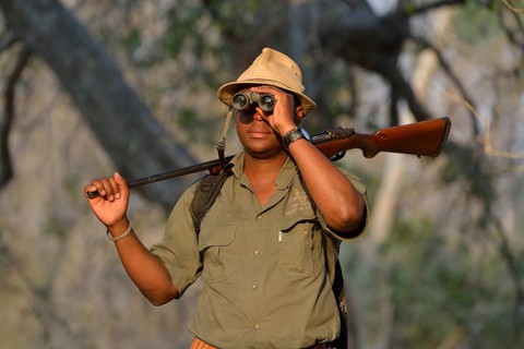 Guide with binoculars and rifle on a walking safari, Mana Pools National Park, Mashonaland West