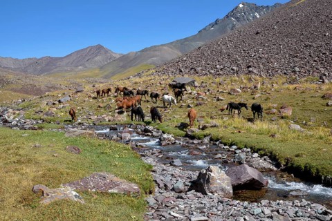 Horses on their summer pasture, West Karakol Valley, Tien Shan Mountains, Naryn region, Kyrgyzstan,