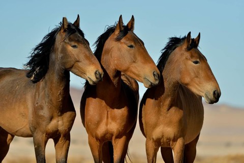 Desert Horses, Namib wild horses or Namib's (Equus ferus) near waterhole Garub, near Aus, Karas