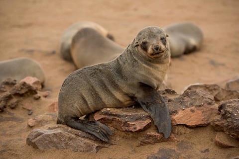 Cape fur seal (Arctocephalus pusillus), Cape Cross, Erongo Region, Namibia, Africa
