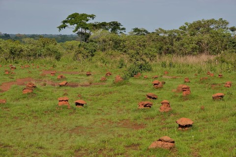 Mushroom-shaped termite mounds (Cubitermes fungifaber), Southwest, Cameroon, Africa