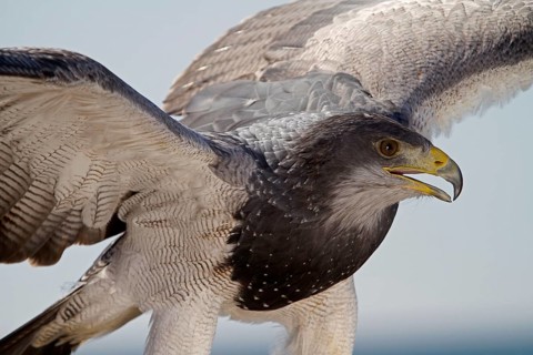 Black-chested buzzard-eagle (Geranoaetus melanoleucus), Aguja, Cordless Eagle