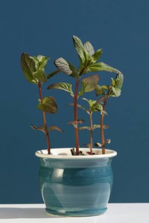 Spearmint (Mentha spicata) in pot