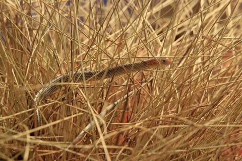 Spinifex Legless Lizard, Northern Territory, Australia (Delma nasuta), Spinifex Legless Lizard