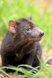 Tasmanian Devil (Sarcophilus harrisii), South Australia