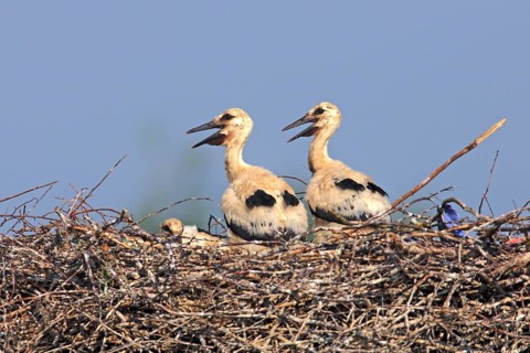 White storks (Ciconia ciconia), young on the nest, Philippsburg, Baden-Württemberg, Germany, Europe