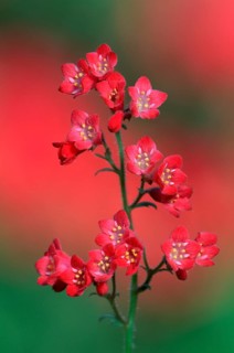 Alumroot (Heuchera)